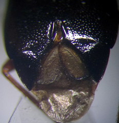 Deraeocoris ventralis