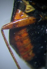 Deraeocoris ventralis