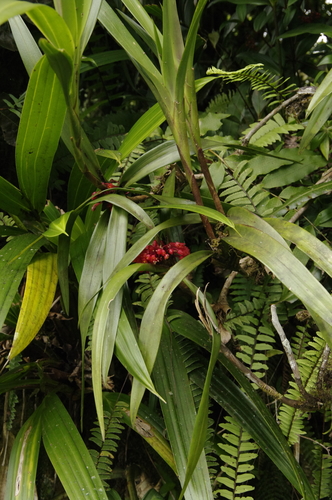 Maxillaria fulgens, photograph 6