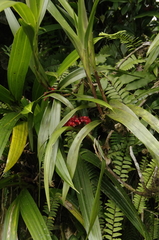 Maxillaria fulgens, photograph (c) Eric Knight, some rights reserved (CC BY)