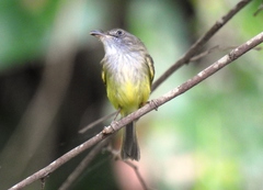 Oncostoma cinereigulare