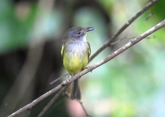 Oncostoma cinereigulare