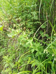 Adenophora divaricata