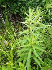 Cirsium vlassovianum