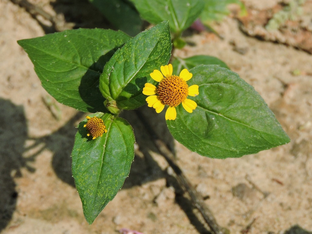 Spilanthes paniculata (Spilanthes paniculata)