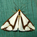 Neighbor Moth - Photo (c) kestrel360, some rights reserved (CC BY-NC-ND)