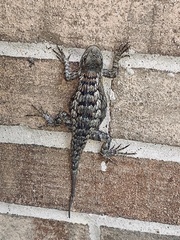 Sceloporus olivaceus