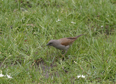 Passer swainsonii