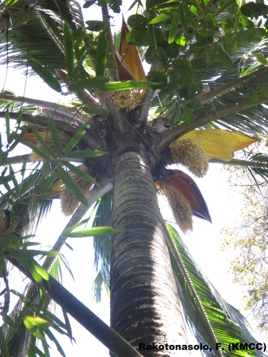 Ravenea robustior