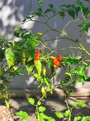 Capsicum frutescens