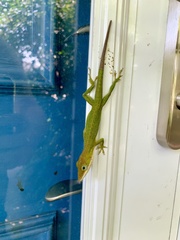 Anolis carolinensis