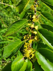 Colubrina arborescens