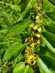 Colubrina arborescens
