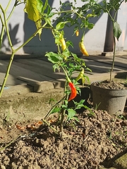 Capsicum frutescens