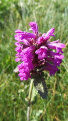 Betonica hirsuta