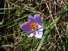 Crocus longiflorus