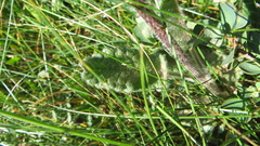 Betonica hirsuta