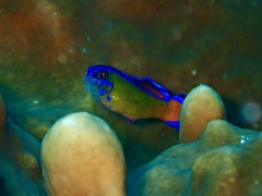 Pseudochromis dutoiti