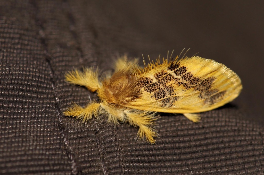 African Euproctis