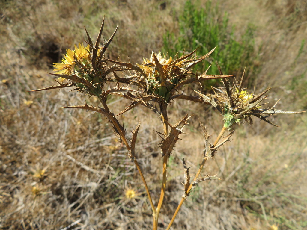 Involucrate Carline Thistle