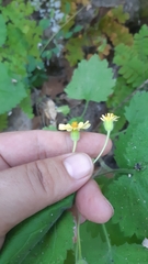 Perityle grandifolia