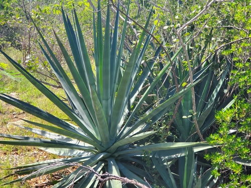 Agave sisalana