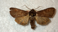 Polia bombycina
