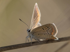 Polyommatus thersites