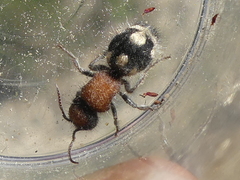 Ronisia brutia
