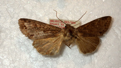 Polia bombycina