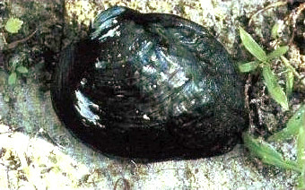 Ouachita Rock Pocketbook