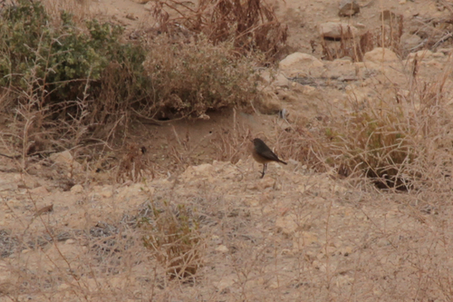 Moussier's Redstart