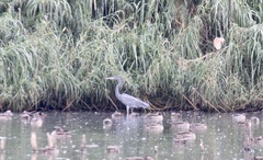 Ardea humbloti