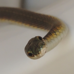 Leptophis ahaetulla marginatus