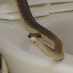 Leptophis ahaetulla marginatus