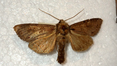 Polia bombycina