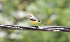 Motacilla flaviventris
