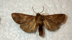 Polia bombycina