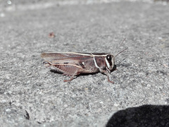 Calliptamus barbarus