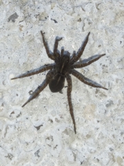 Pardosa
