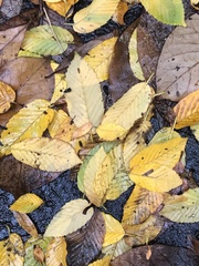 Ulmus americana