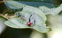 Trachelophorus giraffa