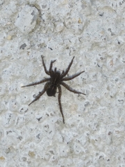 Pardosa