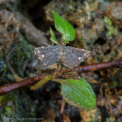 Neomusotima fuscolinealis