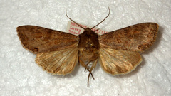 Polia bombycina