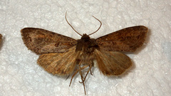 Polia bombycina