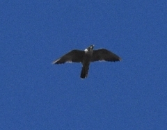 Image of Falco peregrinus