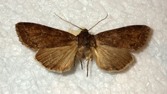 Polia bombycina