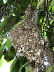 Psaltriparus minimus