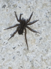 Pardosa